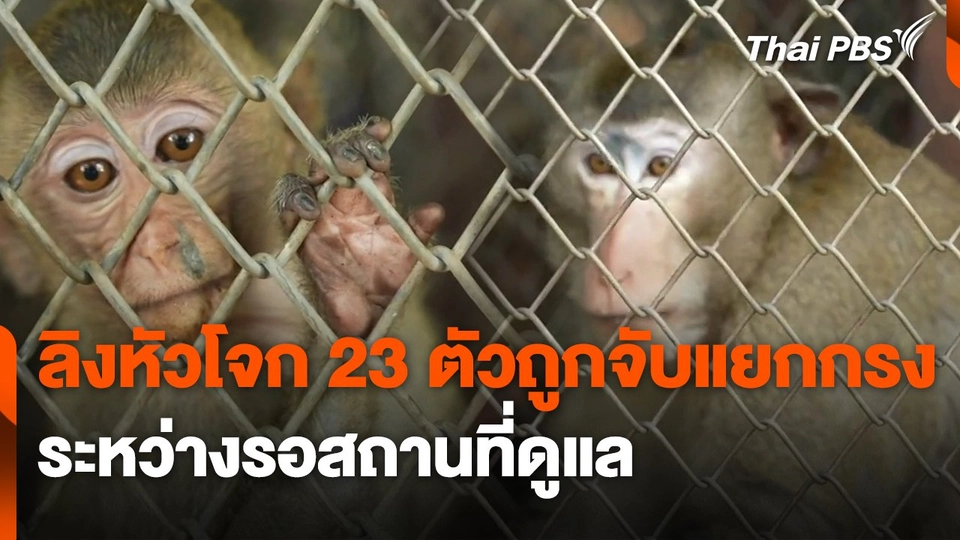 ลิงหัวโจก 23 ตัวถูกจับแยกกรงระหว่างรอสถานที่ดูแล
