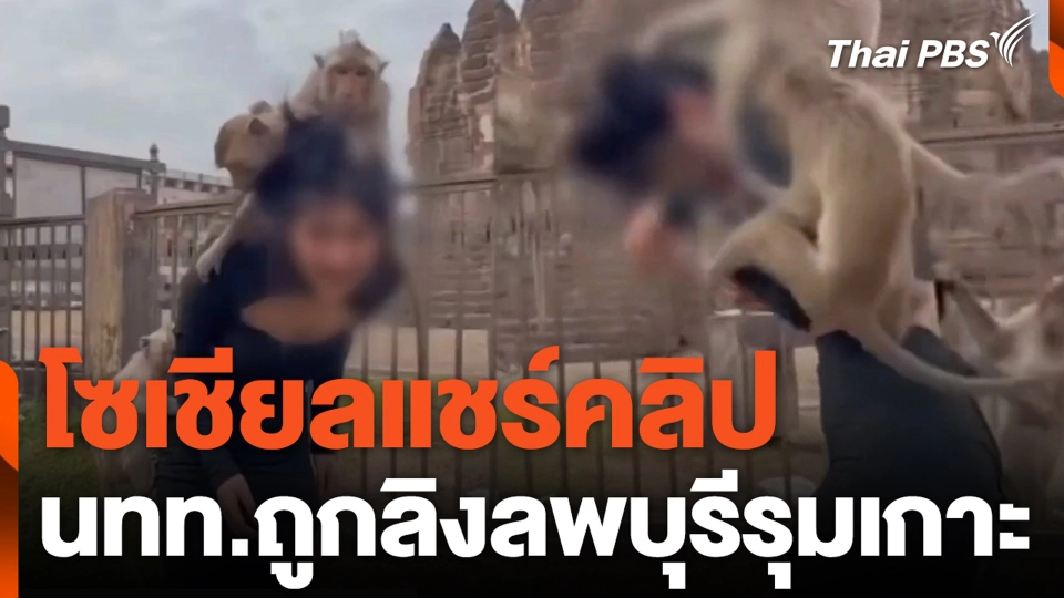 โซเชียลแชร์คลิป นทท.ถูกลิงลพบุรีรุมเกาะ