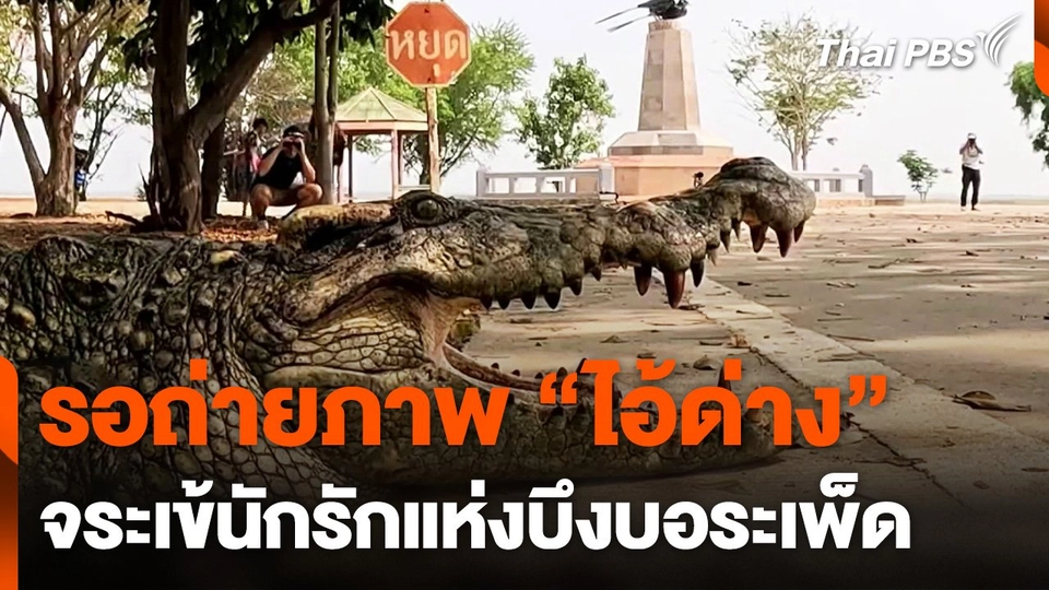รอถ่ายภาพ "ไอ้ด่าง" จระเข้บึงบอระเพ็ด