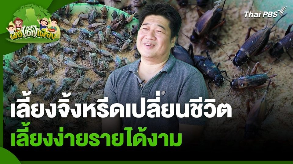 พอดีพอเพียง : เลี้ยงจิ้งหรีดเปลี่ยนชีวิต เลี้ยงง่ายรายได้งาม