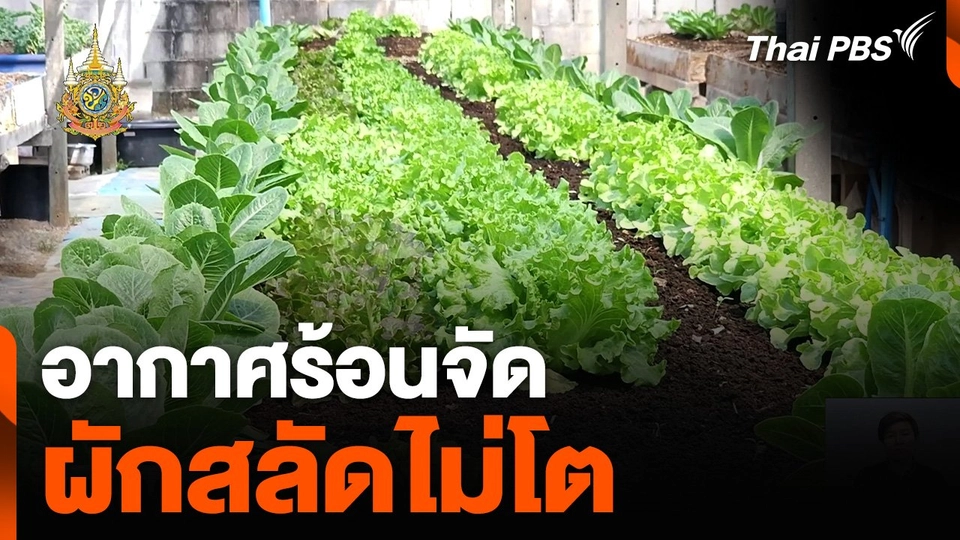 อากาศร้อนจัด ผักสลัดไม่โต