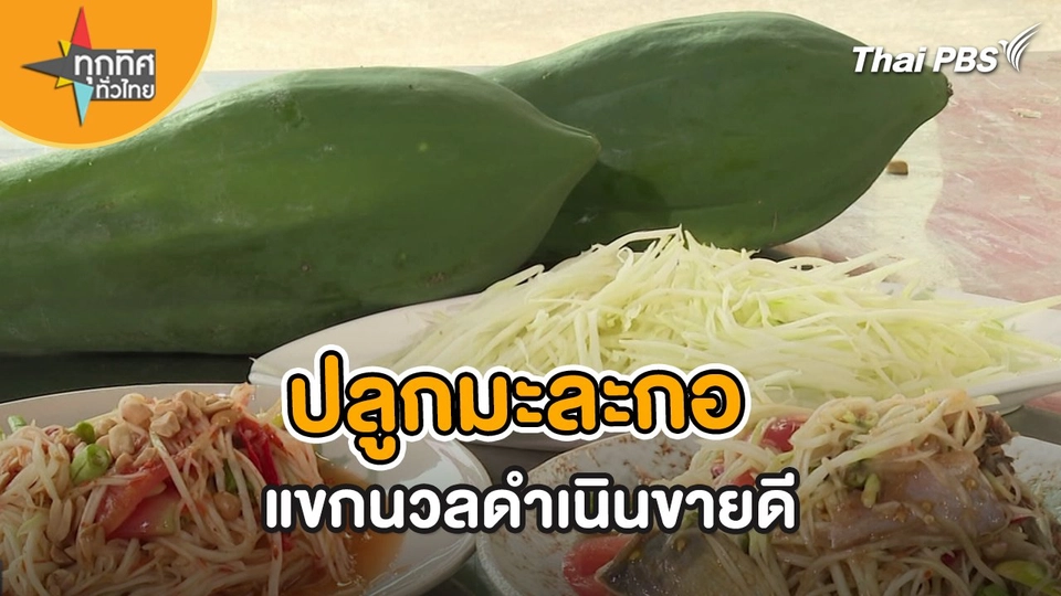 ปลูกมะละกอแขกนวลดำเนิน สร้างรายได้ดี