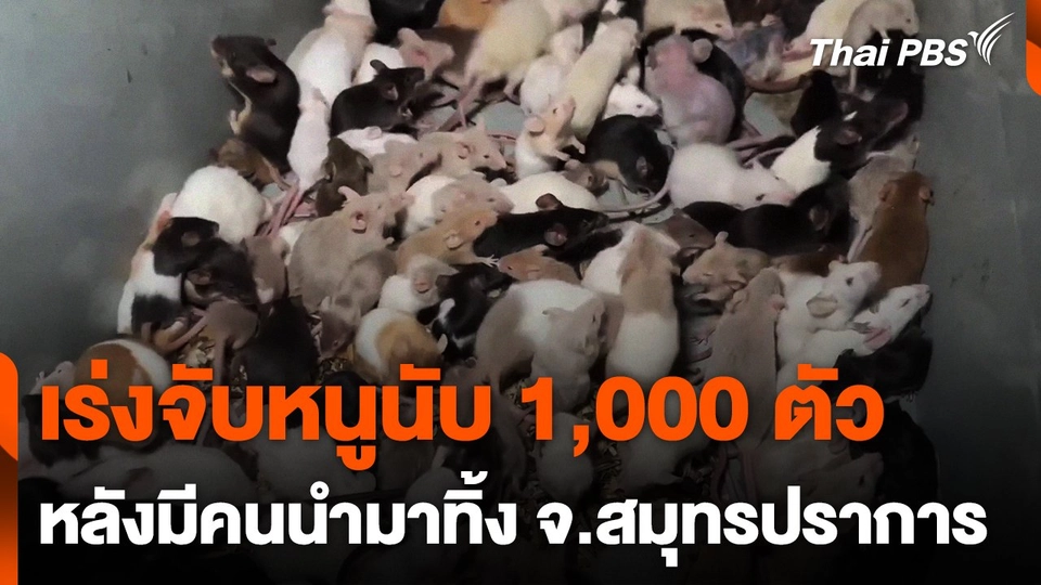เร่งจับหนูนับ 1,000 ตัว หลังมีคนนำมาทิ้ง