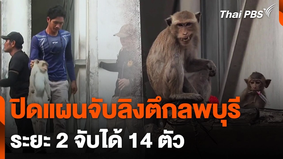 ปิดแผนจับลิงตึกลพบุรีระยะสอง 14 ตัว