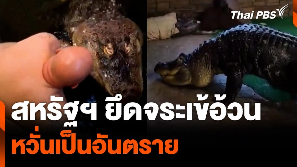 สหรัฐฯ ยึดจระเข้อ้วนหวั่นเป็นอันตราย