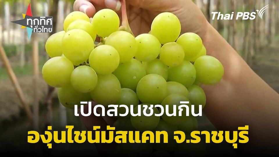 เปิดสวนชวนกินองุ่นไชน์มัสแคท จ.ราชบุรี