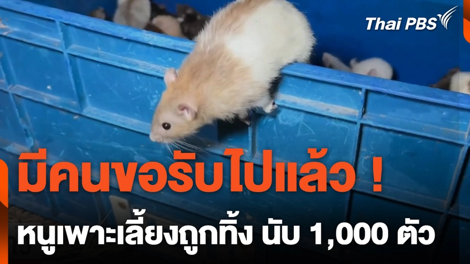 มีคนขอรับไปแล้ว ! หนูเพาะเลี้ยงถูกทิ้ง นับ 1,000 ตัว