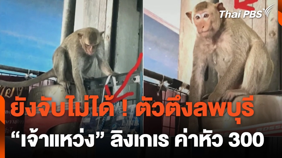 ยังจับไม่ได้ ! ตัวตึงลพบุรี “เจ้าแหว่ง” ลิงเกเร ค่าหัว 300