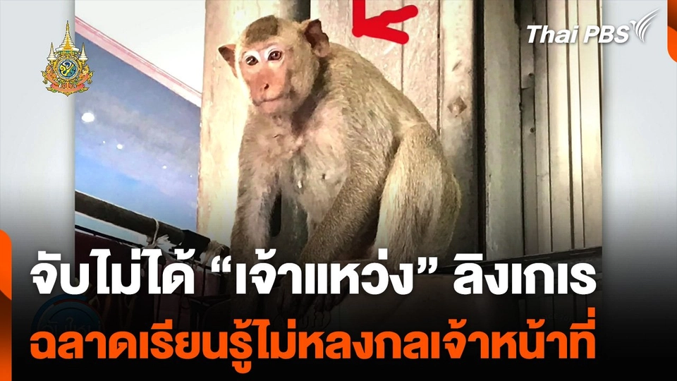 จับไม่ได้ “เจ้าแหว่ง” ลิงเกเร ฉลาดเรียนรู้ไม่หลงกลเจ้าหน้าที่