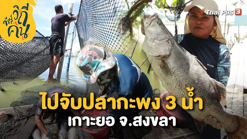 ไปจับปลากะพง 3 น้ำ เกาะยอ จ.สงขลา