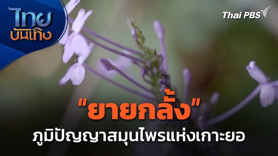 ภูมิปัญญาตายาย : "ยายกลั้ง" ภูมิปัญญาสมุนไพรแห่งเกาะยอ