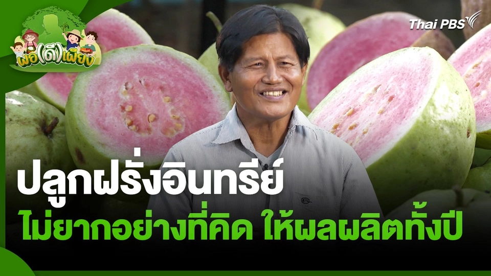 พอดีพอเพียง : ปลูกฝรั่งอินทรีย์ไม่ยากอย่างที่คิด ให้ผลผลิตทั้งปี