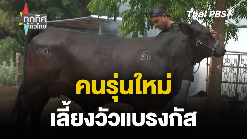 คนรุ่นใหม่ เลี้ยงวัวแบรงกัส