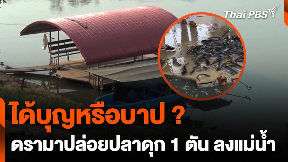 ได้บุญหรือบาป ? ดรามาปล่อยปลาดุก 1 ตัน ลงแม่น้ำ