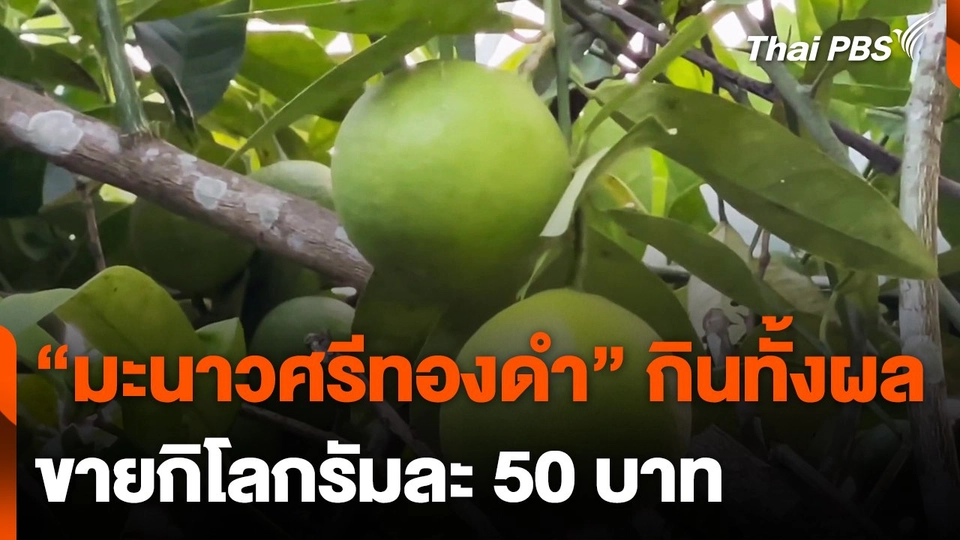 มะนาวศรีทองดำกินทั้งผล กก.ละ 50 บาท