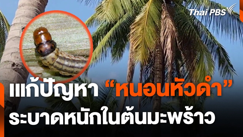 เร่งแก้ปัญหา "หนอนหัวดำ" ระบาดหนักในต้นมะพร้าว