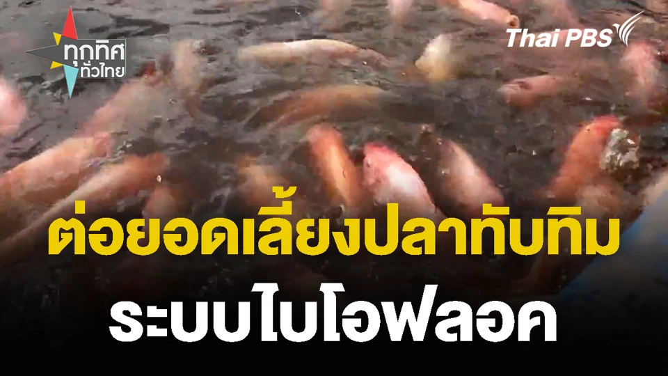 ต่อยอดเลี้ยงปลาทับทิม ระบบไบโอฟลอค