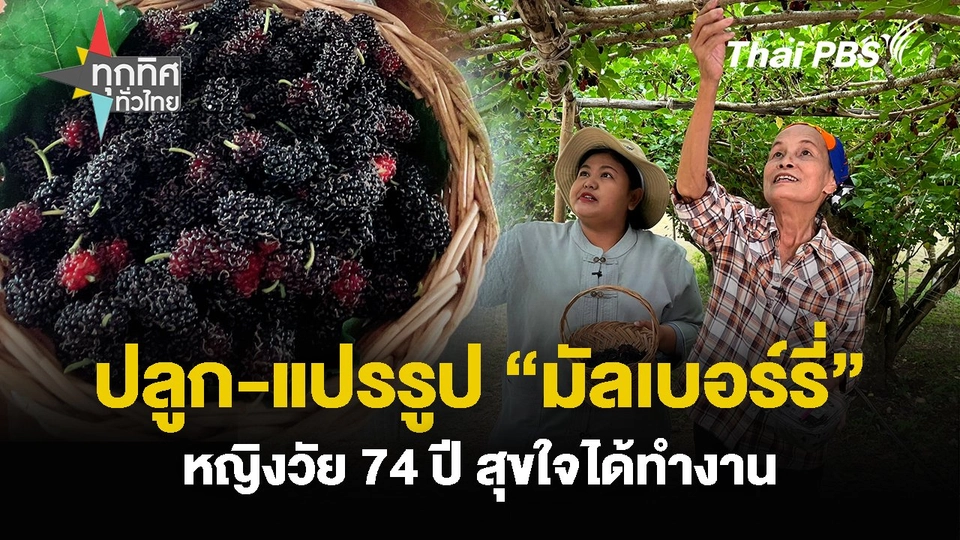 ปลูก-แปรรูป “มัลเบอร์รี่” หญิงวัย 74 ปี สุขใจได้ทำงาน