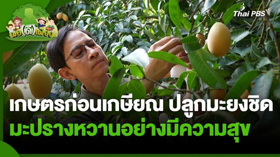พอดีพอเพียง : เกษตรก่อนเกษียณ ปลูกมะยงชิดมะปรางหวานอย่างมีความสุข