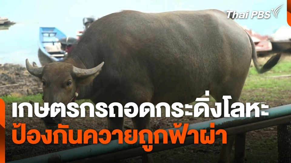 เกษตรกรถอดกระดิ่งโลหะป้องกันควายถูกฟ้าผ่า