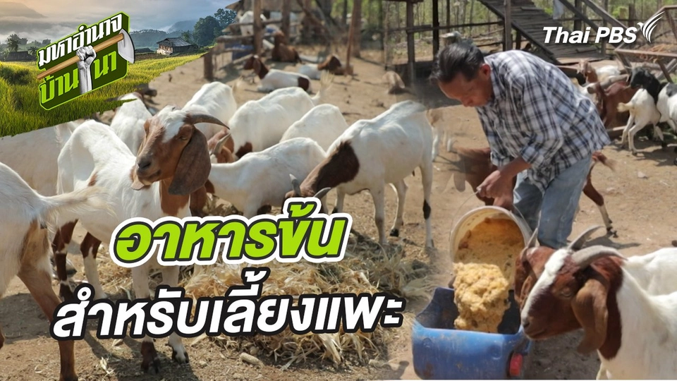 สูตรลับฉบับบ้านนา : อาหารข้นสำหรับเลี้ยงแพะ