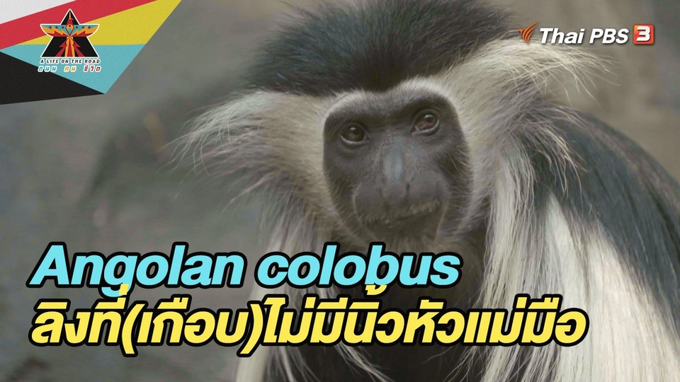 Angolan colobus ลิงที่(เกือบ)ไม่มีนิ้วหัวแม่มือ