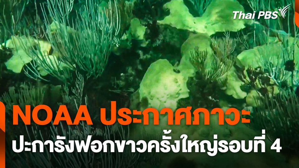 NOAA ประกาศภาวะปะการังฟอกขาวครั้งใหญ่รอบที่ 4