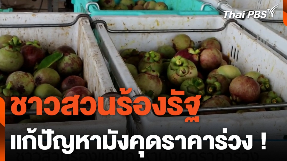 ชาวสวนร้องรัฐ แก้ปัญหามังคุดราคาร่วง