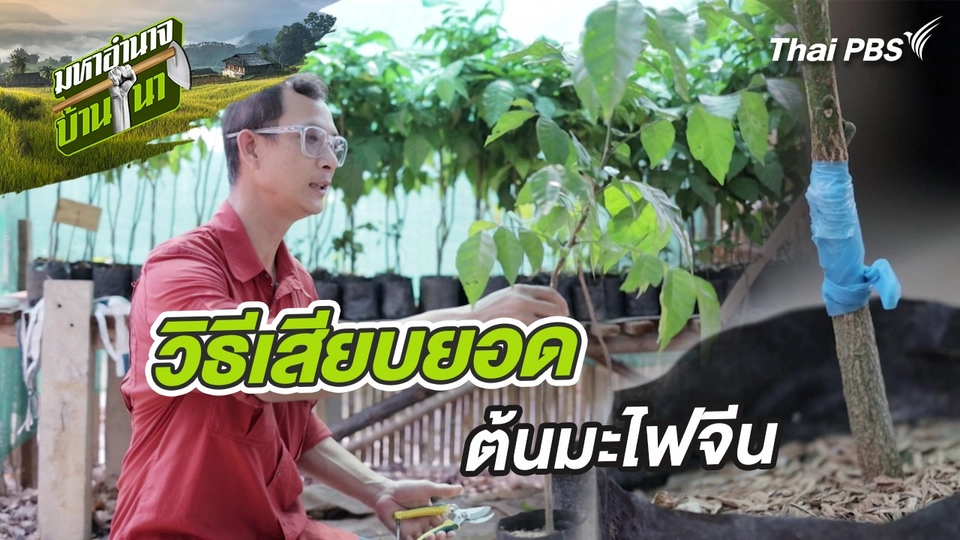 สูตรลับฉบับบ้านนา : วิธีเสียบยอดต้นมะไฟจีน