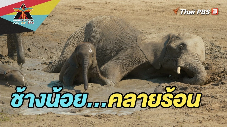 ช้างน้อย…คลายร้อน