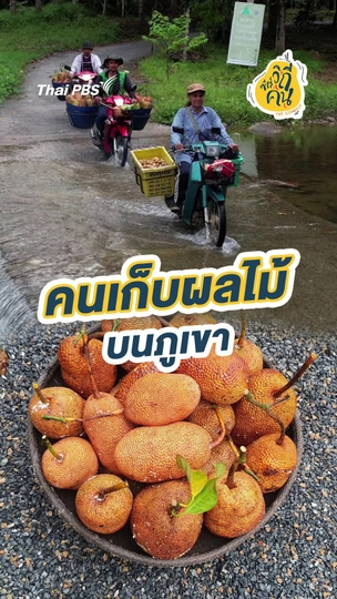 คนเก็บผลไม้บนภูเขา