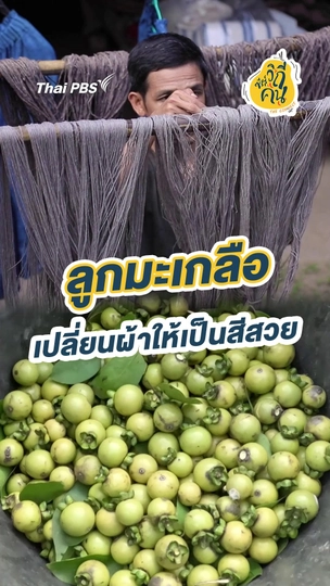 ลูกมะเกลือ เปลี่ยนผ้าให้เป็นสีสวย