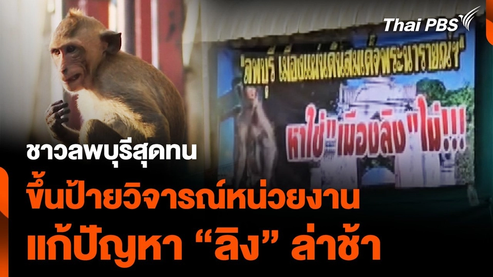 ชาวลพบุรีสุดทน ขึ้นป้ายวิจารณ์หน่วยงาน แก้ปัญหา “ลิง” ล่าช้า