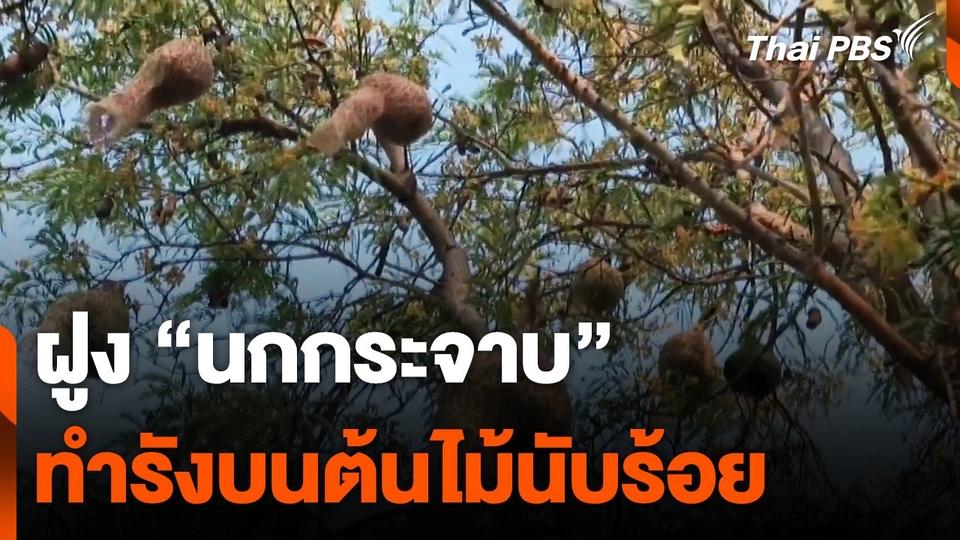 "นกกระจาบ" ทำรังบนต้นไม้นับร้อยรัง