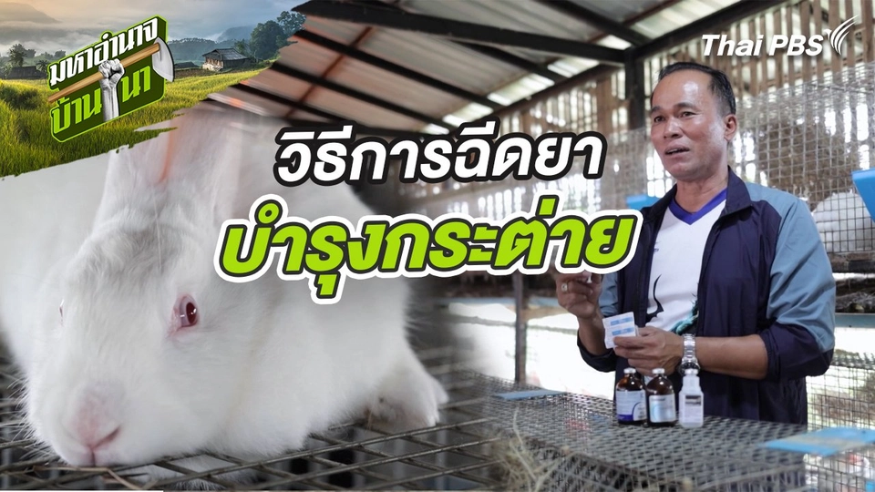 สูตรลับฉบับบ้านนา : วิธีการฉีดยาบำรุงกระต่าย