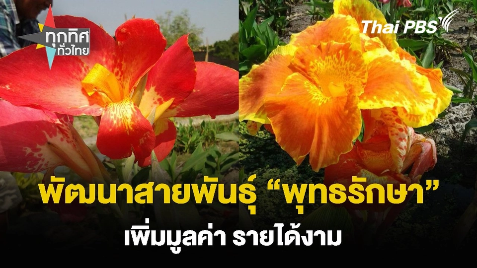พัฒนาสายพันธุ์ “พุทธรักษา” เพิ่มมูลค่า รายได้งาม