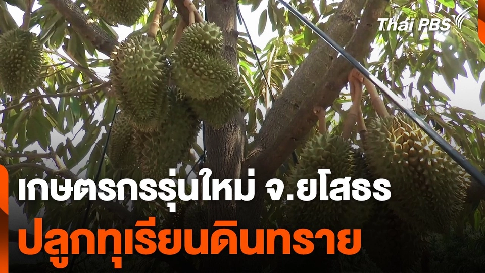 เกษตรกรรุ่นใหม่ปลูกทุเรียนดินทราย จ.ยโสธร