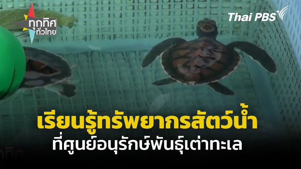 เที่ยวศูนย์อนุรักษ์พันธุ์เต่าทะเล จ.สงขลา