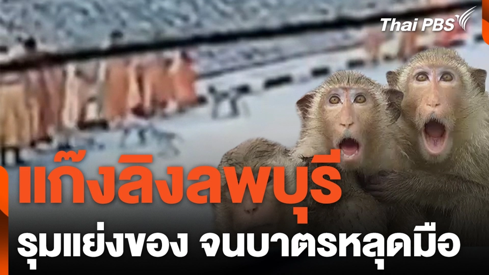 กับพระก็ไม่เว้น ! แก๊งลิงลพบุรี รุมแย่งของจนบาตรหลุดมือ