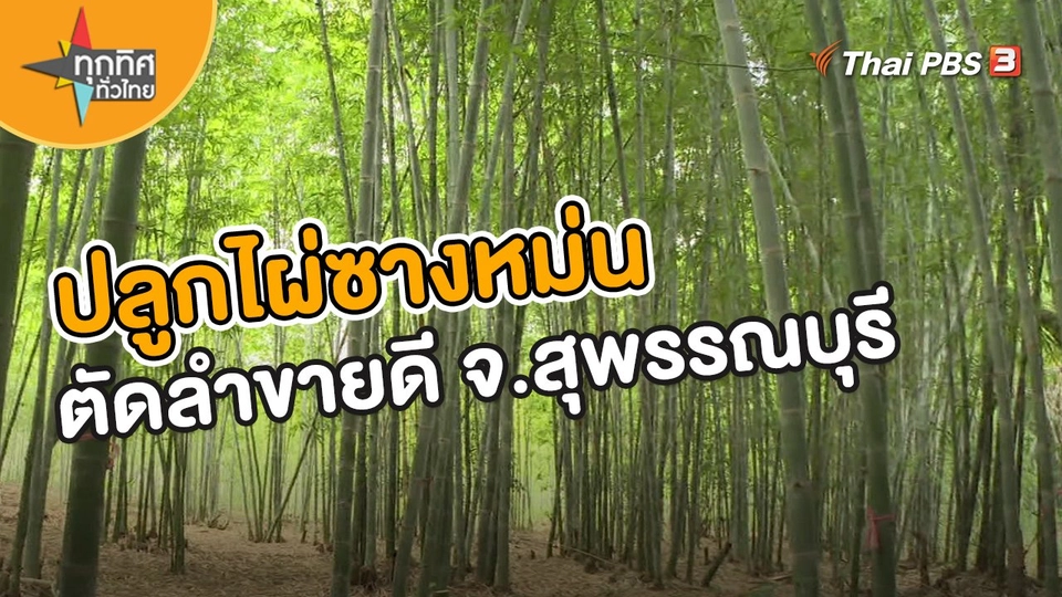 ​อาชีพทั่วไทย : ปลูกไผ่ซางหม่นตัดลำขายดี จ.สุพรรณบุรี