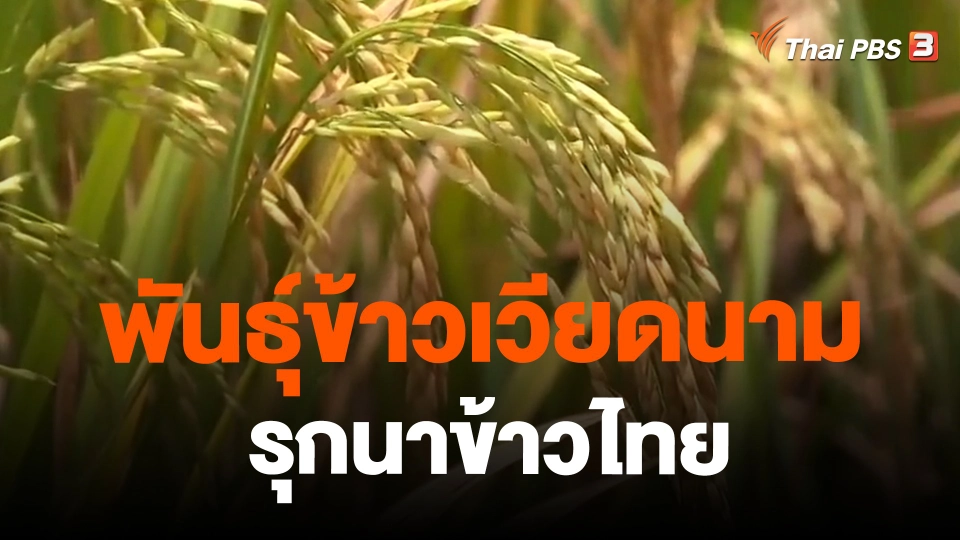 ​พันธุ์ข้าวเวียดนามรุกนาข้าวไทย