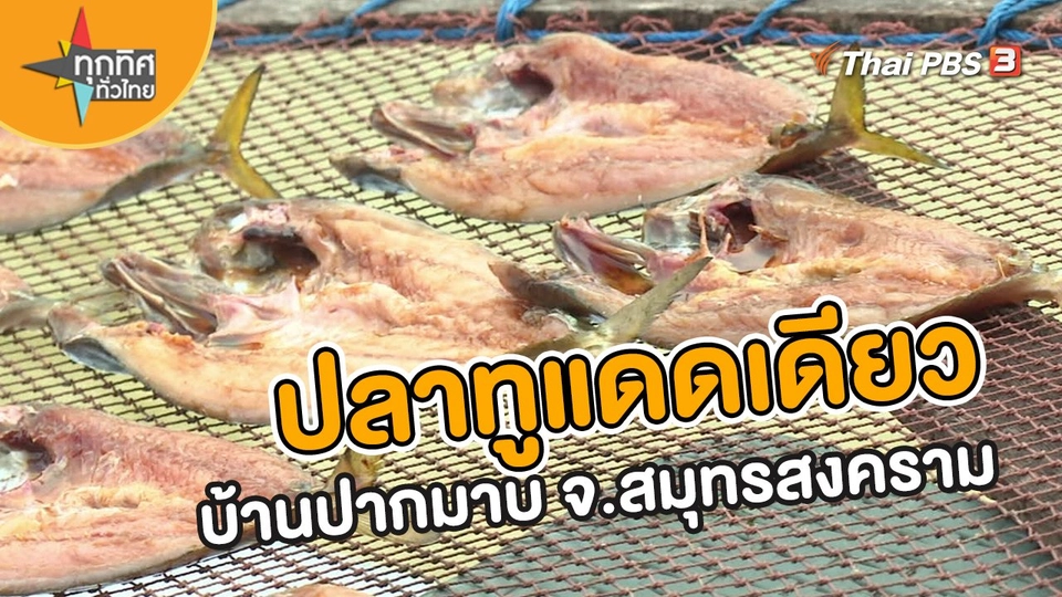 อาชีพทั่วไทย : ปลาทูแดดเดียวบ้านปากมาบ จ.สมุทรสงคราม