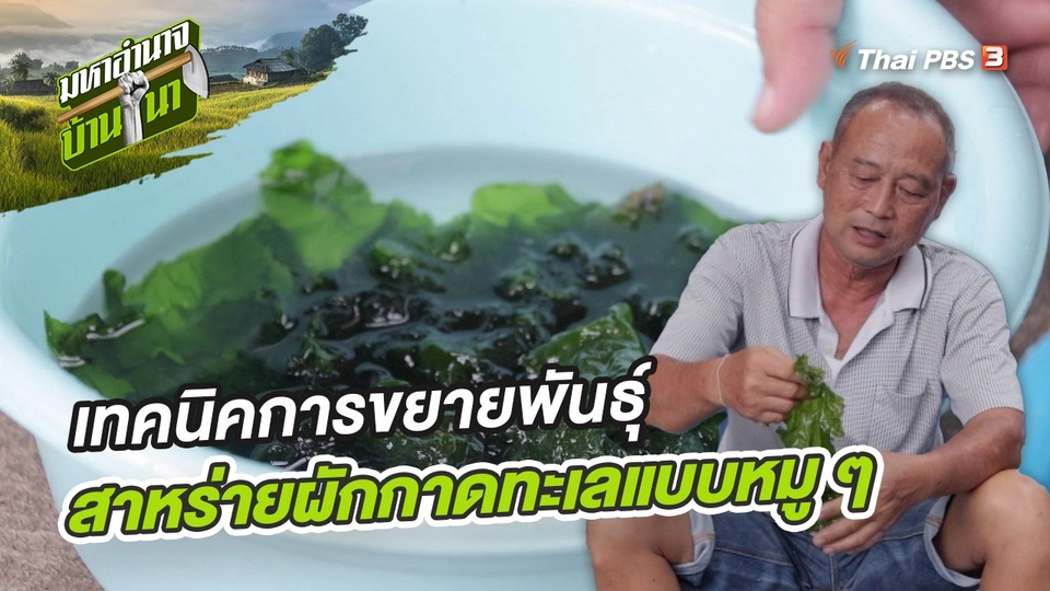สูตรลับฉบับบ้านนา : เทคนิคการขยายพันธุ์สาหร่ายผักกาดทะเลแบบหมู ๆ