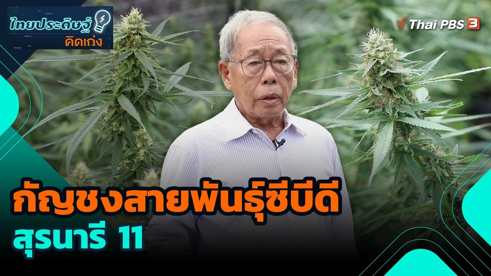 ไทยประดิษฐ์คิดเก่ง : กัญชงสายพันธุ์ซีบีดี สุรนารี 11