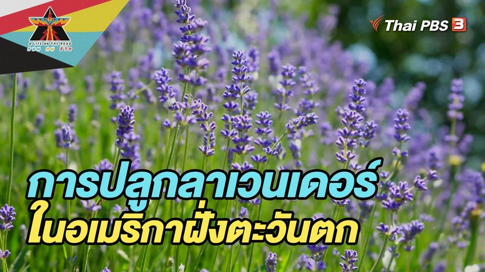 การปลูกลาเวนเดอร์ในอเมริกาฝั่งตะวันตก
