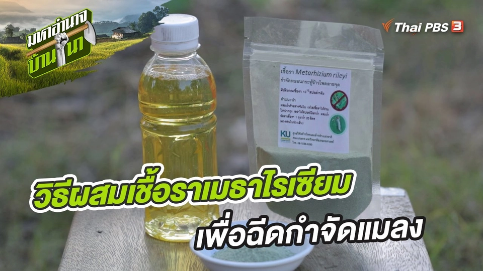 สูตรลับฉบับบ้านนา : วิธีผสมเชื้อราเมธาไรเซียม เพื่อฉีดกำจัดแมลง