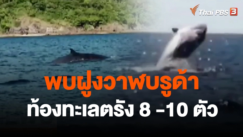 พบฝูงวาฬบรูด้าท้องทะเลตรัง 8 -10 ตัว