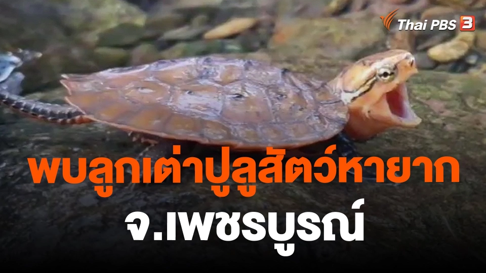 พบลูกเต่าปูลูสัตว์หายาก จ.เพชรบูรณ์
