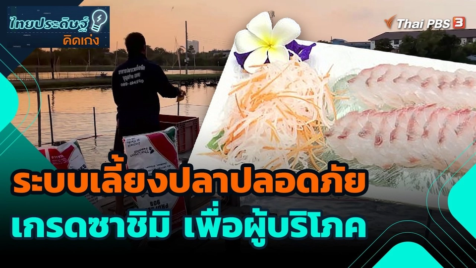 ไทยประดิษฐ์คิดเก่ง : ระบบเลี้ยงปลาปลอดภัยเกรดซาชิมิ เพื่อผู้บริโภค