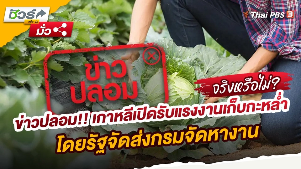 ชัวร์หรือมั่ว : ข่าวปลอม!! เกาหลีเปิดรับแรงงานเก็บกะหล่ำโดยรัฐจัดส่งกรมจัดหางาน